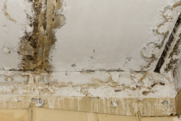 Why You Should Choose Our Mold Remediation Services in Swissvale, PA